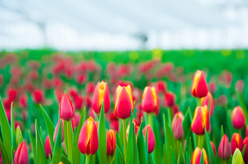 Spring scene of tulip field