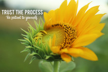 Inspirational Quote - Trust The Process. Be Patient To Yourself. With Fresh Sunflower Start To Bloom In The Morning In The Garden Background. Motivational Words With Nature Flower Concept.