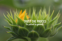 Inspirational Quote - Trust The Process. Be Patient To Yourself. With Big Young Sunflower Head Petals Closeup Ready To Bloom. Life Process Motivational Words Concept With Young Flower Plant Background