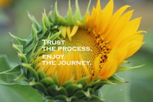 Inspirational Quote - Trust The Process. Enjoy The Journey. With Beautiful Big Sunflower In Bloom In The Garden Closeup On Blurry Background. Motivational Words Concept With Nature Flower Blossom.