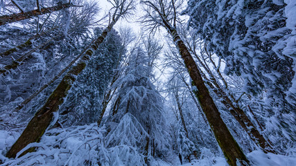 Poster - Walking in a Snow Forest, Squak Mountain Fireplace Trail, Washington