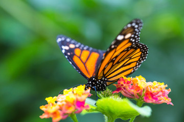 Wall Mural - The monarch butterfly or simply monarch (Danaus plexippus) on the flower garden.