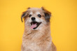 Mix breed happy dog smile and cheerful on yellow background ready to summer,Happiness dog Concept