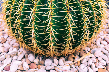 Wall Mural - Close up cactus at natural ground.