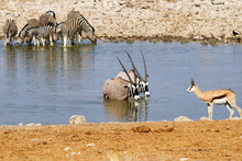 Gemsbok (Oryx Gazella) At The Waterhole - Namibia Africa 