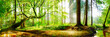 	
Panorama vom Wald im Frühling mit heller Sonne, die durch die Bäume strahlt	
