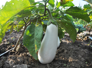 In the soil, white eggplant grows