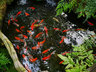 Wall Mural - Set of golden fish swimming in pond