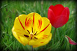 tulipan wiosenny