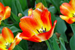 tulipany na wiosnę