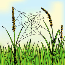 The Spider Web Hangs Between The Wheat Ears. Green Field Of Ears Of Corn On A Sunny Day. Indian Summer. Color Sketch. Hand Drawn Vector Illustration.