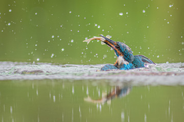 Aufkleber - Taken at water level. A male kingfisher emerges out of the water with a minnow in his beak