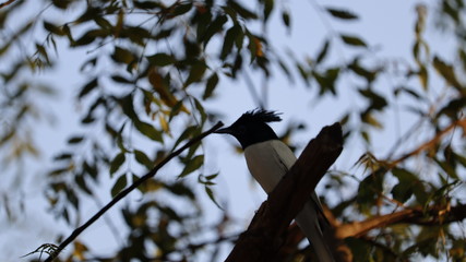 long tail bird sitting at the top of neem tree ,It has long white color tail and black color head.