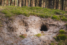 Empty Fox Hole (den) In The Forest