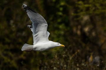 Wall Mural - Herring Gull  in fly. Her Latin name are Larus argentatus.