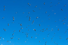 Mass Of Seagulls Flying In Blue Sky