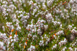 © khomlyak - Erica white perfection in spring. Kubota Garden, Seattle, WA, USA