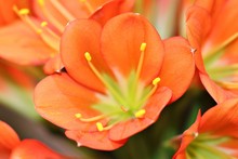 Close Up Of Orange Bush Lily
