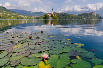 Sticker - Lilly flowers on a Bled lake. Postcard from Slovenia.