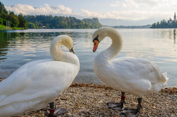 Poster - Two swans on a Bled Lake.