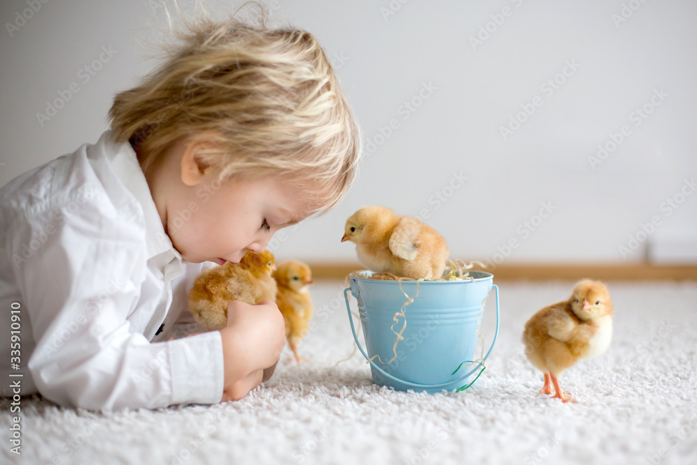 Cute sweet little blond child, toddler boy, playing with little chicks at home, baby chicks in child - obrazy, fototapety, plakaty 