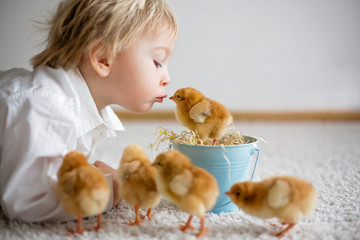 Cute sweet little blond child, toddler boy, playing with little chicks at home, baby chicks in child