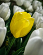 żółty i biały tulipan