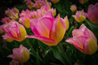 kolorowy tulipan