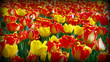 czerwone i żółte tulipany