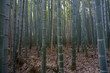 Bambus Forest Japan