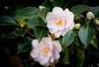Two white camellia japonica flowers on a green bush, closeup