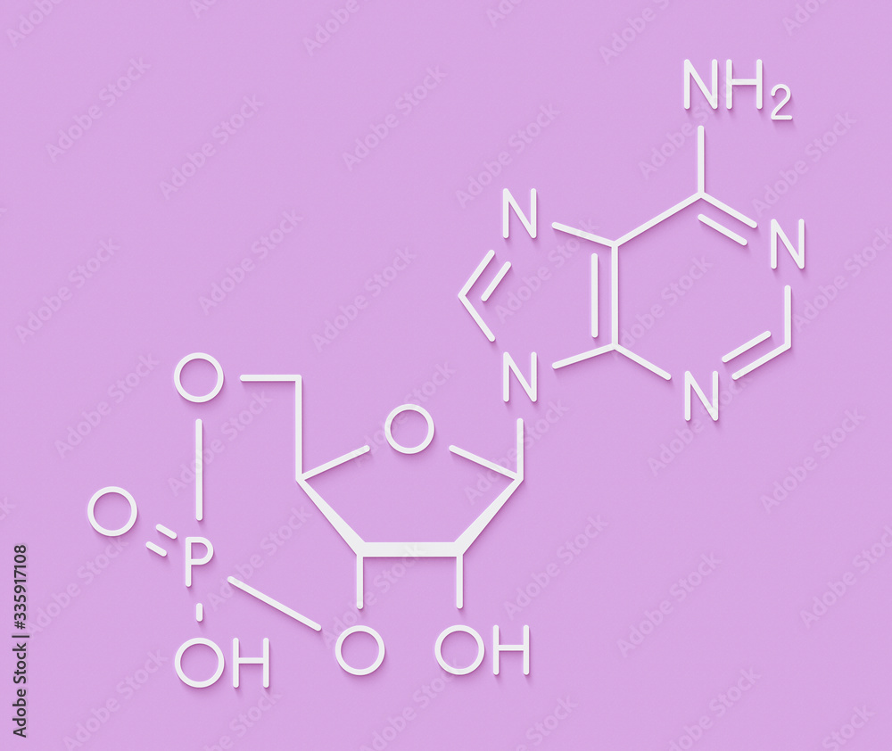 Cyclic adenosine monophosphate (cAMP) second messenger molecule. Plays ...