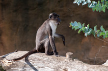 White-crowned Mangabey At The Zoo In Valencia