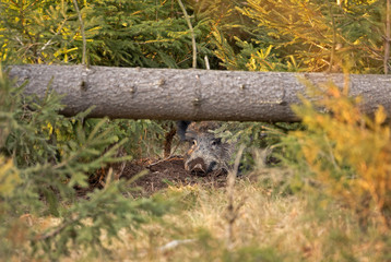 Wall Mural - wild boar, sus scrofa, spring behavior, europe nature, mammal life, life in the forest, wild boar in