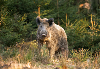 Wall Mural - wild boar, sus scrofa, spring behavior, europe nature, mammal life, life in the forest, wild boar in