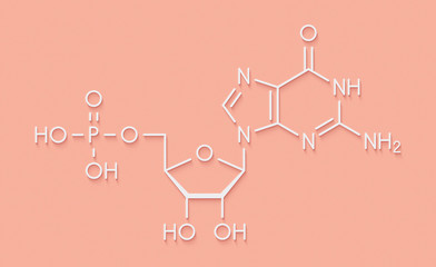 Wall Mural - Guanosine monophosphate (GMP, guanylic acid) RNA building block molecule. Guanylate salts are used as umami flavor enhancers in food. Skeletal formula.