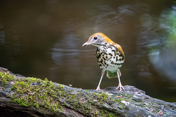 Wall Mural - The Wood thrush, Hylocichla mustelina The bird is perched on the branch at the beautiful flower in the rain forest America Costa Rica Wildlife nature scene. green background..