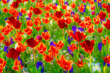 Fototapeta  - Colorful floral pattern background