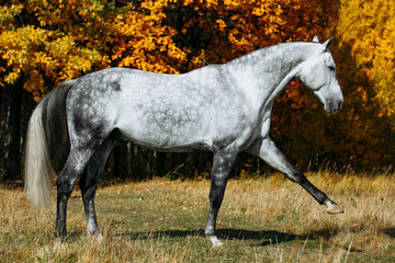 Wall Mural - Grey stallion horse performs Spanish walk in autumn field