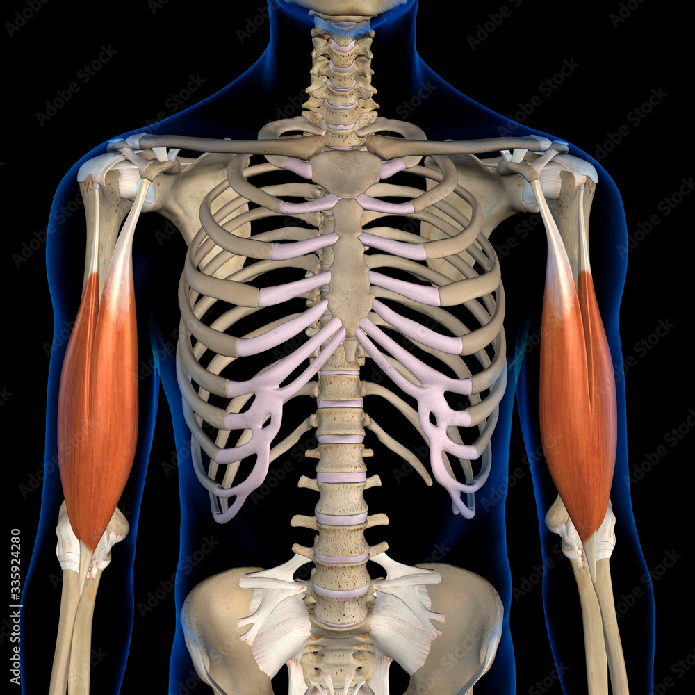Biceps Brachii Muscles Isolated In Anterior View Human Anatomy On Black