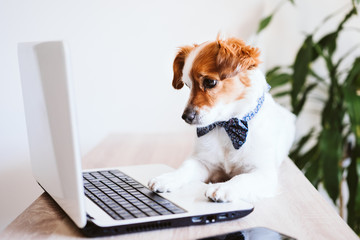 cute jack russell dog working on laptop at home. Elegant dog wearing a bow tie. Stay home. Technology and lifestyle indoors concept