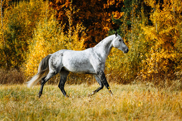 Wall Mural - White grey stallion horse running in autumn field