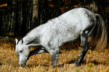 Wall Mural - Grey horse bowing in  autumn field