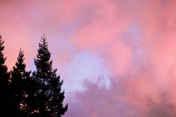 Wall Mural - Redwood trees (Sequoia Sempervirens) silhouettes against a red sunset sky background; California