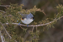 Tufted Titmouse Perched In An Eastern Red Cedar Tree. 