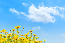 Blooming Yellow Daisies Under Blue Sky.