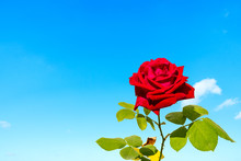 A Red Rose Flower And Blue Sky Background.