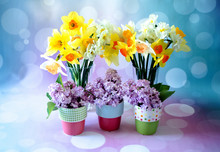 Springtime Flowers Lilacs And Daffodils, Sit In Pots And Vases In This Spring Still Life