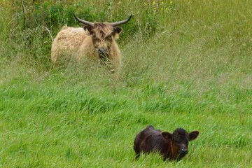 Mother and baby bull / ox in grassy pasture