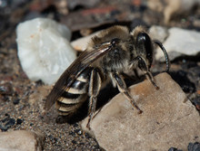 Unequal Cellophane Bee